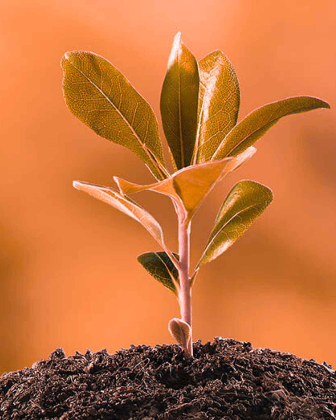 Launch your Idea with our startup launchpad designed for students, professionals, and aspiring impact entrepreneurs ready to turn ideas into ventures. In just 8 weeks, AryabhataX participants validate their ideas, build their first MVP, and master the art of pitching - all within a dynamic, virtual startup sandbox.