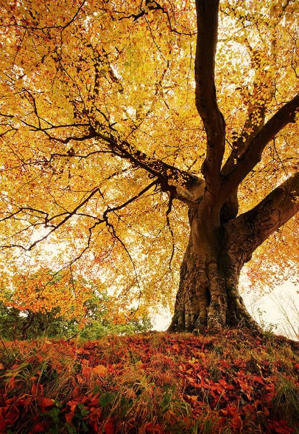 Achieve product-market fit with Earth Studio. From pilot projects to investor storytelling, the Earth Studio equips founders with the resources, networks, and mentorship they need to scale their early stage ventures. Access is exclusive to selected founders and program alumni.