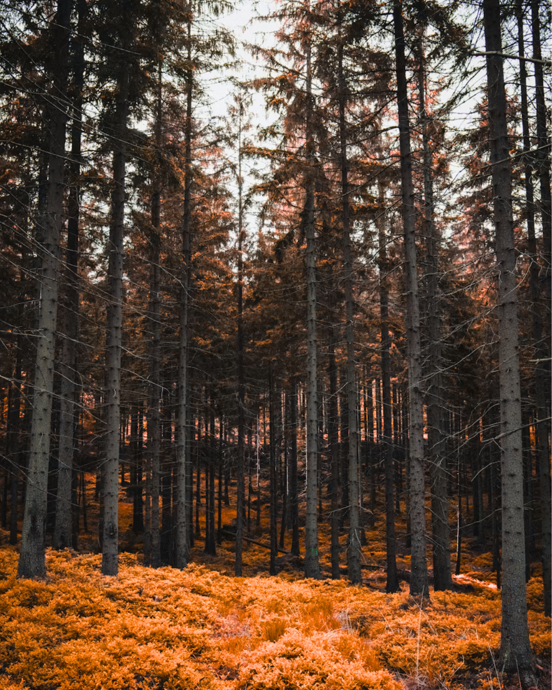 Raise Catalytic Impact Capital from Aryabhata COIN Co-Investment Network